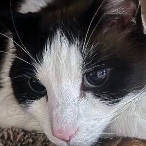 Meet your Posher, Elias